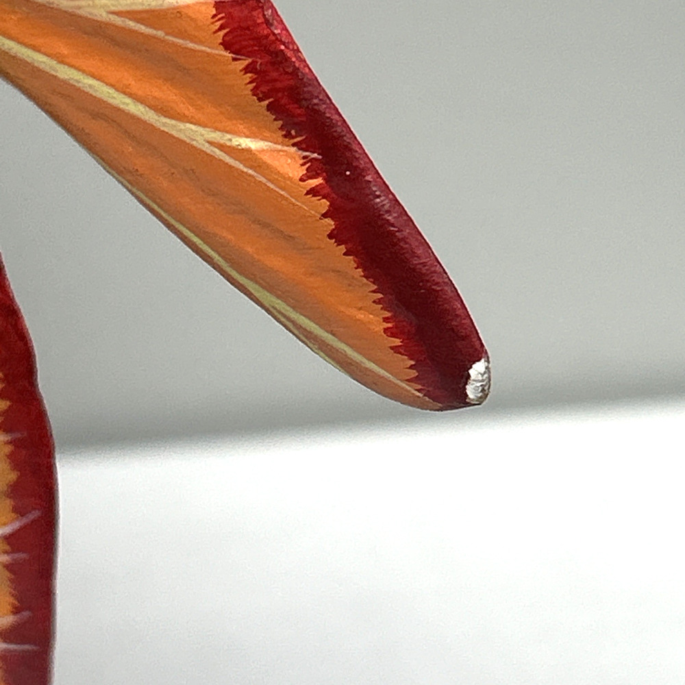 VTG Large Rainbow 3D Hand Carved Hand Painted Wood Fish Sculpture On Coral READ - Picture 13 of 14